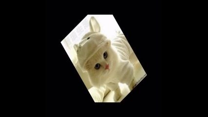 cat and dog