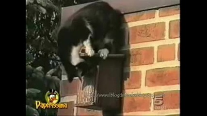 Zaduljitelno Gledai Smahnati Kotki