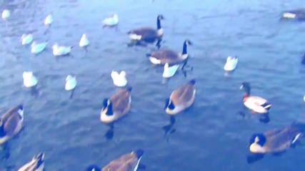 Beautiful Nature Hd