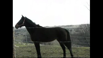 Kon4ii ;pp