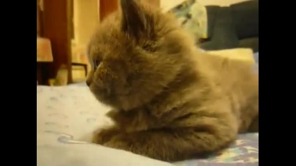 Котка заспива и пада