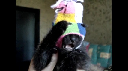 Много Сладко Коте