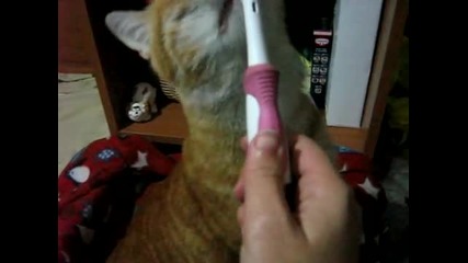 Коте се кефи на масаж с четка за зъби