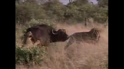 Лъвове Убиват Африкански Бивол!