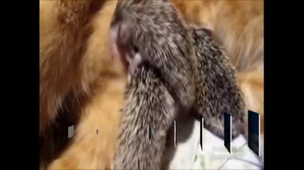 Котка в Русия осинови таралежчета