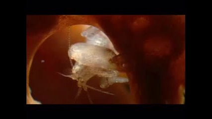 Bbc Blue Planet еп. 6 Кораловите морета част 1 