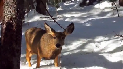 Необичайна среща в гората между ловец, сърна и елен