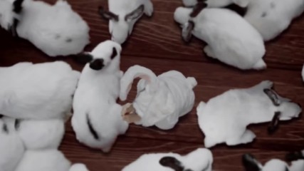 Kpop Random Guess That Kpop Mv from Animal in any form 2