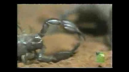 Тарантула Срещу Скорпион