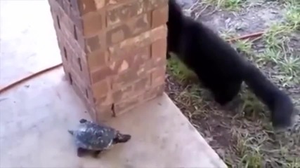 Котка и костенурка се гонят
