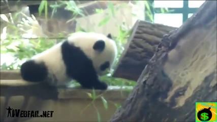 Fail Compilation April 2012 __ Wtf