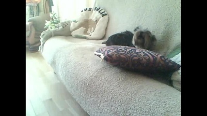 My dog