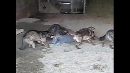 Wolf Attack.avi