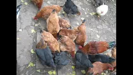 Кокошки Правят Сбор В Смоляновци 