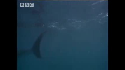 Great white shark hunting off the Us coast - Bbc 