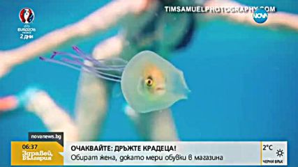 ВПЕЧАТЛЯВАЩ КАДЪР: Медуза погълна риба