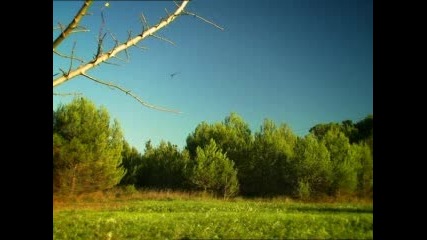 Minuscule Dragonfly