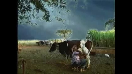 [смях] И на кравите налитат сексуално