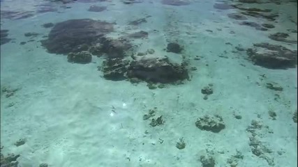 Таити, Бора - Бора, Моореа, Рангироа - виртуална разходка3