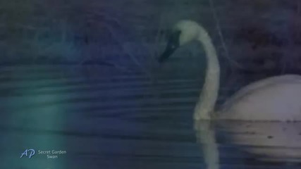 Secret Garden - Swan