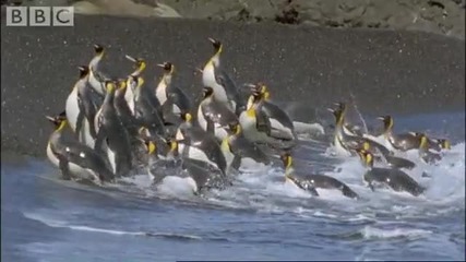 King Penguins and Fur Seals - Bbc Planet Earth 