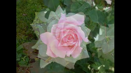 The Rose - Gheorghe Zamfir 