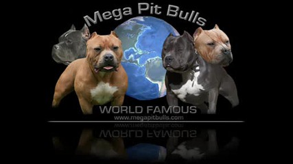 Pit Bulli.wmv