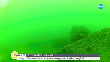 До 7 пъти над нормата: Тежки метали във водите на Варненското езеро