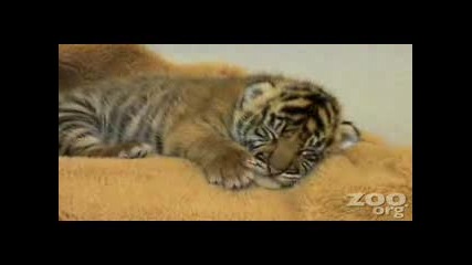 Бебе Тигър 2