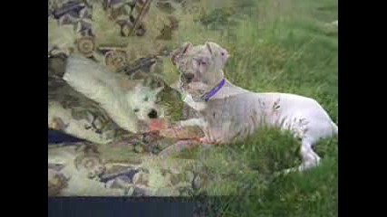 Dogo Argentino - Www.dogoargento.com.ar.