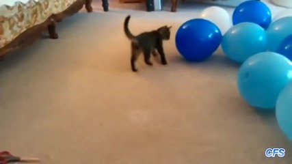 Компилация! Котки срещу балони