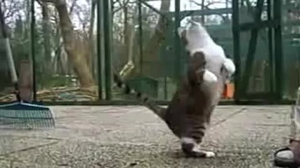 Supercats — the Funniest