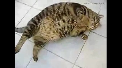 Ужасно Дебела Котка