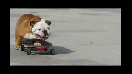 Skateboarding Dog