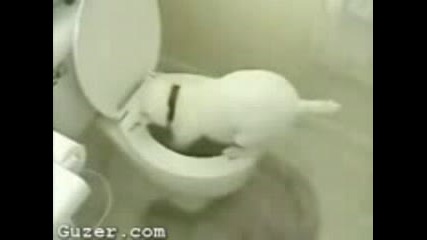 Dog Attack Toilet