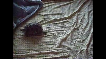 Костенурчето Изи