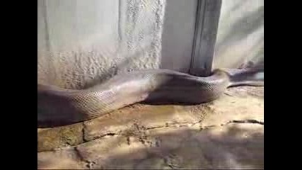 *най - Голямата Анаконда Е Намерана Мъртва*