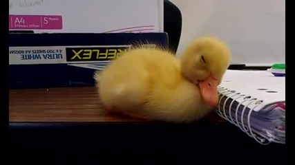 Baby Duck Can't Stay Awake
