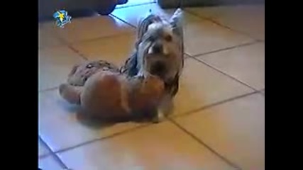 Sex Freak Yorkshire Terrier
