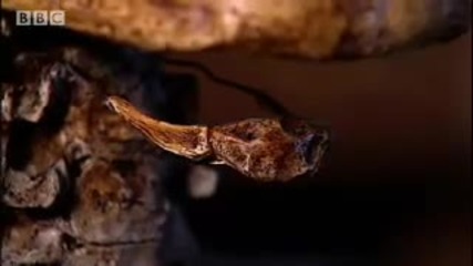 High - pitched voice theory - Neanderthal - Bbc science 