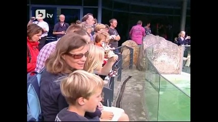 Берлинският зоопарк показа новородени тюленчета 
