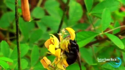 Relaxing Music - Dancing in the Forest by J.michele Bodine Hawaii - Hd 