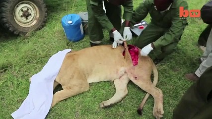 Ветеринарни лекари спасяват лъвица , ранена от рогата на бивол!