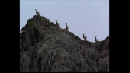 Снежен Леопард Ловува