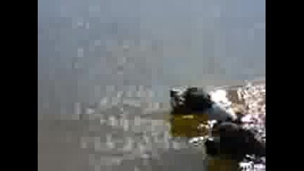 pitbul