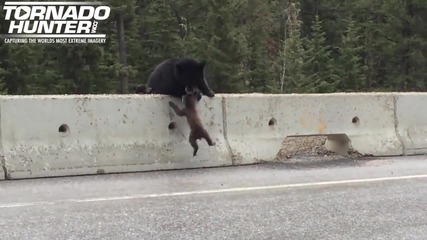 Мама мечка спасява мечето си