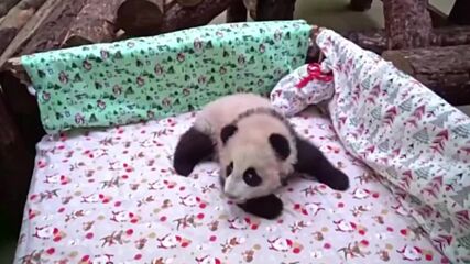 Бебето панда в зоопарка в Москва получи име (ВИДЕО)
