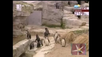 ! Гей Двойка Пингвини Отглежда Поколение,  Господари На Ефира