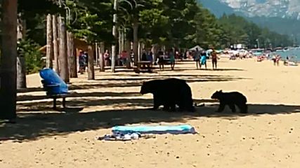 Семейство мечки се охлажда в езерото Тахо, Калифорния