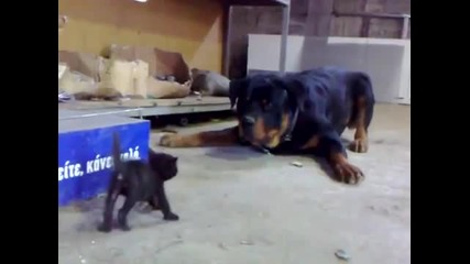 Brave Kitten Stands Up to Dog